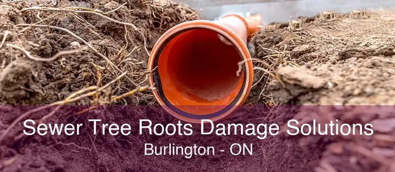 Sewer Tree Roots Damage Solutions Burlington - ON